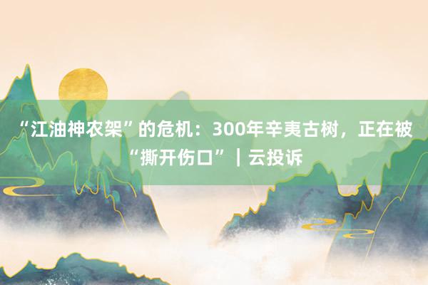 “江油神农架”的危机：300年辛夷古树，正在被“撕开伤口”｜云投诉