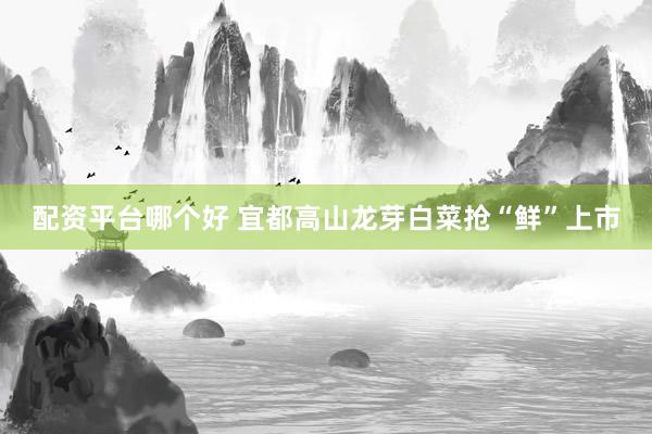配资平台哪个好 宜都高山龙芽白菜抢“鲜”上市